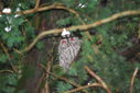 Filename=Red_Eye_1783891487.jpg
Filesize=269KiB
Dimensions=800x537
Date added=Mar 24, 2014 Red_Eye_1783891487.jpg