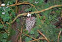 Red_Eye_edited_1783891937.jpg