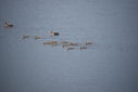 Filename=Day_2_it_rained_2499150341.jpg
Filesize=235KiB
Dimensions=800x537
Date added=Mar 24, 2014 Day_2_it_rained_2499150341.jpg