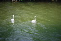 Filename=Day_2_at_KAS_in_the_rain_2500535333.jpg
Filesize=343KiB
Dimensions=800x537
Date added=Mar 24, 2014 Day_2_at_KAS_in_the_rain_2500535333.jpg