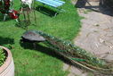 Filename=KAS___the_Holly_Bush_3668253756.jpg
Filesize=509KiB
Dimensions=800x537
Date added=Mar 24, 2014 KAS___the_Holly_Bush_3668253756.jpg