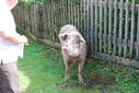 New_Forest_Re-union_3817417451.jpg