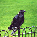 Filename=WW_TowerRaven.jpg
Filesize=40KiB
Dimensions=769x774
Date added=Mar 16, 2014 WW_TowerRaven.jpg