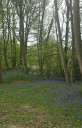 Bluebells2021.jpg