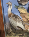 Gt_Bustard.jpg