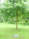 SV200864.JPG