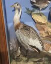 thumb_Gt_Bustard~0.jpg