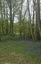 Bluebells2021.jpg