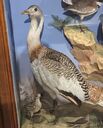 Gt_Bustard.jpg