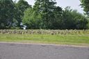 DSC_4183.JPG