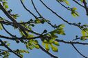 Ficus_carica_2023-05-11_01.jpg