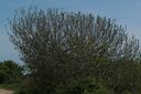 Ficus_carica_2023-05-11_02.jpg