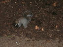 Filename=Grey_Squirrell_in_Russell_Square_park.jpg
Filesize=551KiB
Dimensions=2048x1536
Date added=Jan 17, 2015 Grey_Squirrell_in_Russell_Square_park.jpg