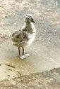 Filename=IMG_4443.JPG
Filesize=606KiB
Dimensions=2047x3054
Date added=Jul 06, 2017 IMG_4443.JPG