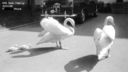 Filename=it_swans.jpg
Filesize=51KiB
Dimensions=799x450
Date added=Jun 03, 2014 it_swans.jpg