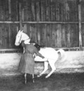 Filename=568_Herr_Kaufmann___Tony_doing_a_Levade.jpg
Filesize=34KiB
Dimensions=268x288
Date added=Mar 18, 2025 568_Herr_Kaufmann___Tony_doing_a_Levade.jpg