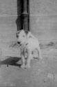 Filename=169_Billy_the_terrier.jpg
Filesize=32KiB
Dimensions=310x474
Date added=Sep 22, 2021 169_Billy_the_terrier.jpg
