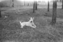 Filename=170_Billy_the_terrier.jpg
Filesize=42KiB
Dimensions=444x295
Date added=Sep 22, 2021 170_Billy_the_terrier.jpg