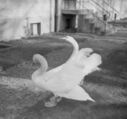 600_The_swans.jpg