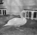 601_Swan.jpg