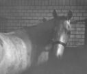 665_Riding_Tony_in_stable.jpg