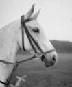 693_Riding_head_of_Blue_Smoke.jpg