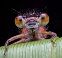 Filename=Damsel_Fly.png
Filesize=910KiB
Dimensions=796x744
Date added=Mar 20, 2024 Damsel_Fly.png