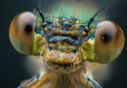 Filename=Damsel_Fly_08_25_58.png
Filesize=792KiB
Dimensions=795x549
Date added=Mar 20, 2024 Damsel_Fly_08_25_58.png