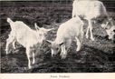 Filename=Goats_at_the_Farm_54.jpg
Filesize=59KiB
Dimensions=611x420
Date added=Dec 10, 2016 Goats_at_the_Farm_54.jpg