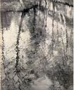 Filename=Reflections_on_School_pond.jpg
Filesize=148KiB
Dimensions=716x863
Date added=Dec 11, 2016 Reflections_on_School_pond.jpg