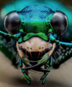Tiger_Beetle.png