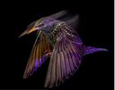 Filename=WW_3.JPG
Filesize=34KiB
Dimensions=562x444
Date added=Mar 15, 2024 WW_3.JPG